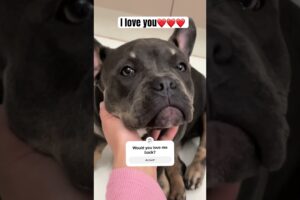 Would you love this beautiful puppy back? #cute #pets #subscribe #cutepup