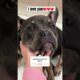Would you love this beautiful puppy back? #cute #pets #subscribe #cutepup