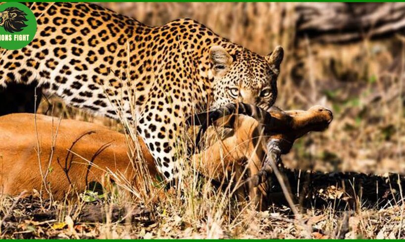 You Won’t Believe How This Leopard Hunts | Animal Fighting