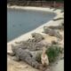 animal's fight #viralvideo #shorts