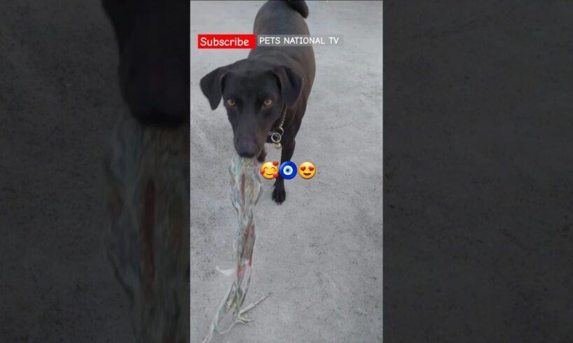 🥰😍#blacky #playing #playtime #adoptstrays #doglover #petsnationaltv #pets #dogshorts #cute #dog
