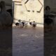 cute ducks playing ❤️ #ducks #pets #animals #shorts #shortsfeed #ytshorts #viralvideo #ducks #cute
