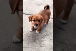 cute little puppy dog playing around #doglover #dog #puppy #dogvideos #dogs #pets #animals #shorts