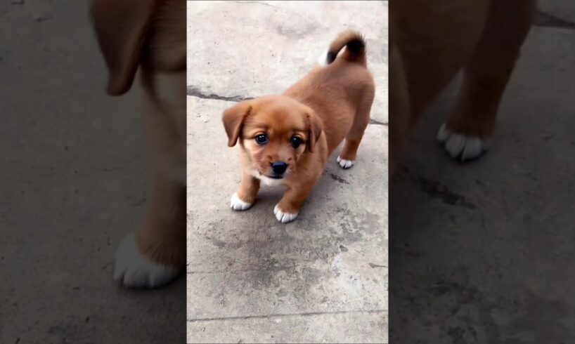 cute little puppy dog playing around #doglover #dog #puppy #dogvideos #dogs #pets #animals #shorts