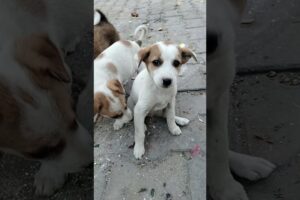 cute puppies