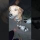 cute puppies and Mother