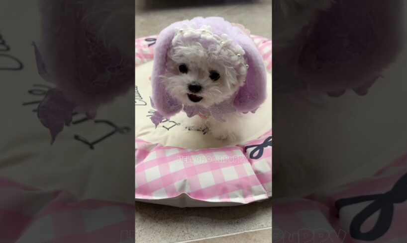 cute puppies are coming 🥰#bichonhavanese #cute #puppy #maltipoo #poodle #toypoodle #cutedog #癒し