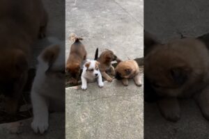 cute puppies are playing together 🐶🐕 #barkingbliss dogs barking