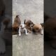 cute puppies are playing together 🐶🐕 #barkingbliss dogs barking