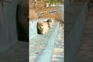 😍cute puppies 🐶 #dog #dogshorts #dogvideo #cute #cuteanimals