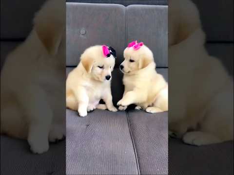 cute puppies playing and fighting #dog #puppy #dogs #doglover #trending #youtubeshorts #pets #shorts