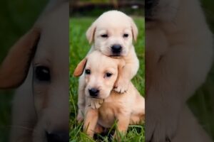 cute puppies playing outdoor #puppy #dog #pets #cutedog #youtubeshorts #trending #dogs #shorts #cute