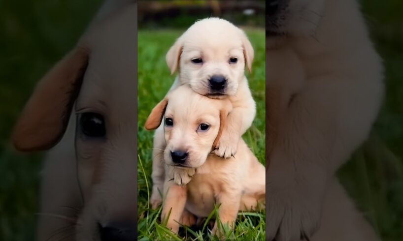 cute puppies playing outdoor #puppy #dog #pets #cutedog #youtubeshorts #trending #dogs #shorts #cute