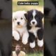 cute puppies #puppy #puppies #puppydog #cuteanimals #youtubeshorts #shorts🐈