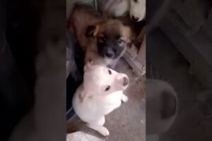 cute puppies#satisfyingvideo #shortfeeds #cute #puppyvideos