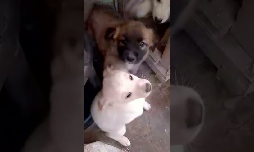 cute puppies#satisfyingvideo #shortfeeds #cute #puppyvideos