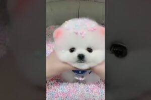 cutest puppy in the worldšš¤šššš¤ beautiful puppyā¤š #funny #cute #trending #shorts #pets #viralreels