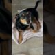 #dog #puppy #lynette #funny #pets #cute