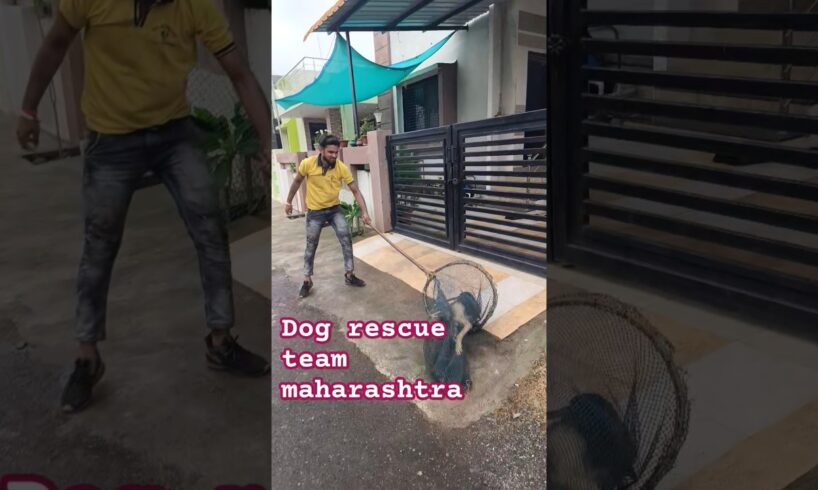 dog rescue team maharashtra #dog #animal #rescue #animalrescue #streetdog #viralshort #rescuedog