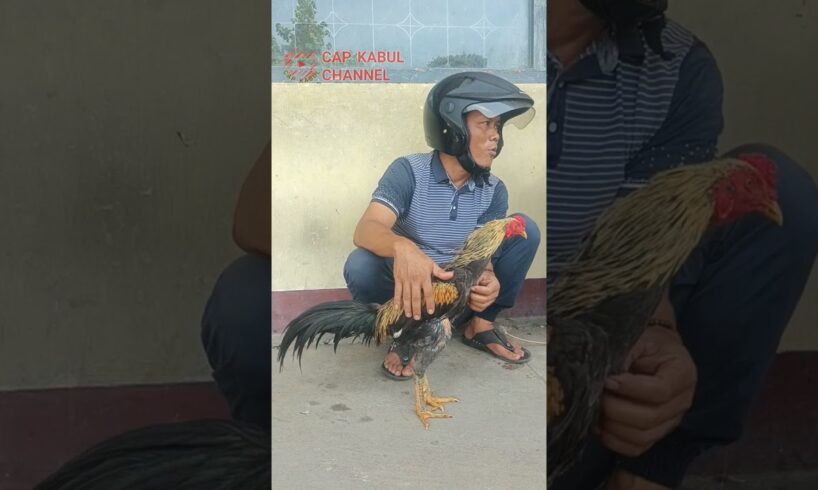 kedua insan ini pagi pagi sedang bisik bisik #ayam #animals #chicken