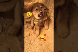 love to tease cute puppies