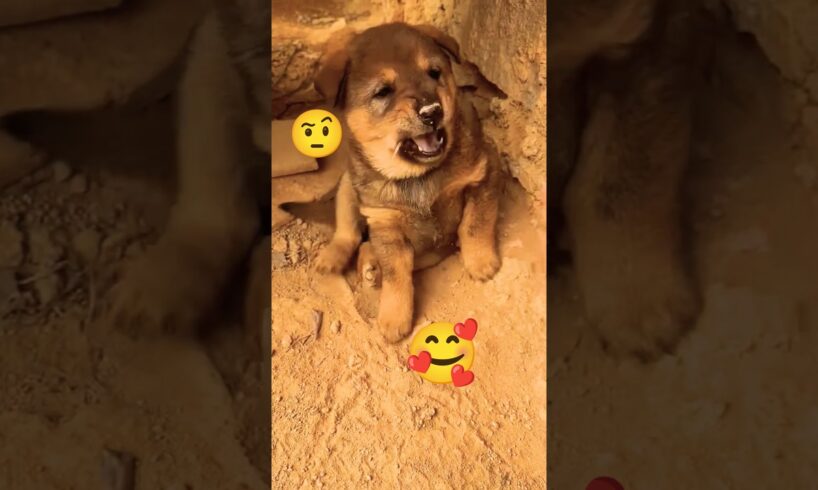 love to tease cute puppies