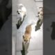 playing with cute puppies #dog #doglover