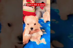 #please #fypシ゚viral #fypシ #shorts #cute #puppy #dog #pets #funny #pets #toypoodle #puppiesplaying
