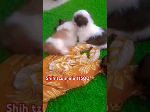 shih tzu price || shih tzu for sale | shih puppy | cutest puppies | #doglover #pets #shihtzu #funny