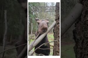 what could happen from saving this moose’s child 😱 #animals #wildliferescue #moose #wholesome