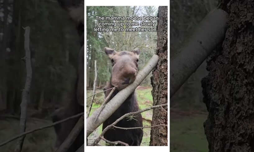 what could happen from saving this moose’s child 😱 #animals #wildliferescue #moose #wholesome