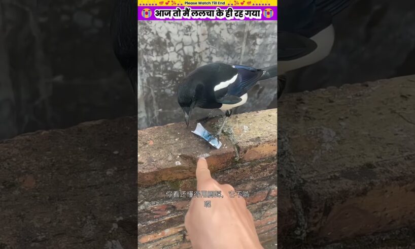 आज तो मैं ललचा के ही रह गया 😭 #animal #animalrescue #animallover #rescue #bird