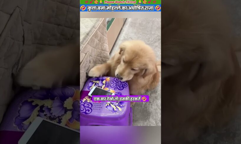 कुत्ता बना मोहल्ले का अघोषित राजा 🤣 #animal #animalrescue #animallover #rescue #dog