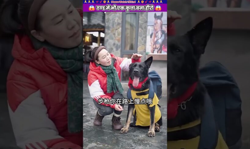 ठण्ड में भी एक कुत्ता बना हीरो 😱 #animal #animalrescue #animallover #rescue #dog