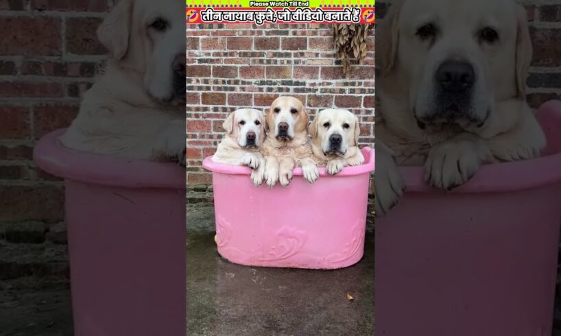 तीन नायाब कुत्ते, जो वीडियो बनाते हैं 🤣 #animal #animalrescue #animallover #rescue #dog