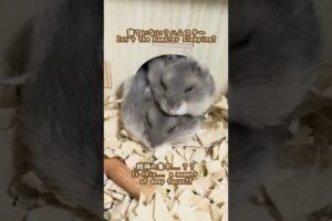 寝ていない？ハムスターが可愛い【ててらぼペット部】
