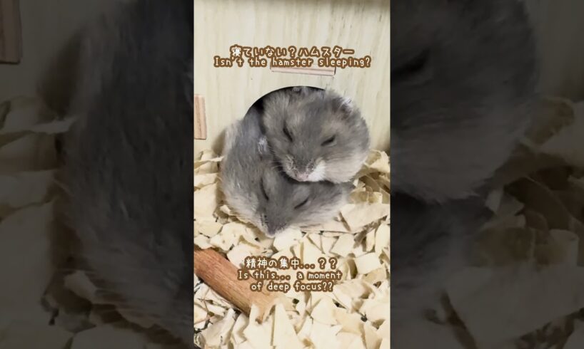寝ていない？ハムスターが可愛い【ててらぼペット部】