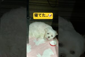 遊んでる途中で急に寝落ちする犬🤣🤣🤣#shorts #可愛い犬 #マルチーズ