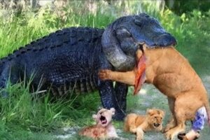 10 Brutal Animal Fights Interrupted by Humans – You Won’t Believe #3!