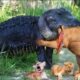 10 Brutal Animal Fights Interrupted by Humans – You Won’t Believe #3!