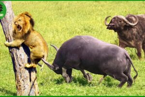 100 Horrific Moments When Deadly Horns Crush Predators | Animal Fight