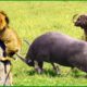 100 Horrific Moments When Deadly Horns Crush Predators | Animal Fight