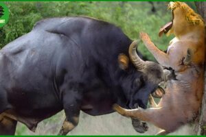 105 Horrific Moments When Deadly Horns Crush Predators | Animal Fight