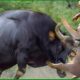 105 Horrific Moments When Deadly Horns Crush Predators | Animal Fight