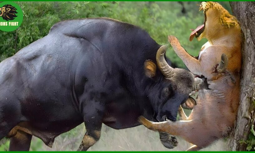 105 Horrific Moments When Deadly Horns Crush Predators | Animal Fight