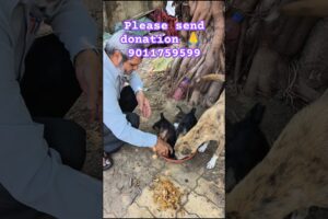 118 - cute puppies #kuttewalebabaji #kukur #anaya #dogs