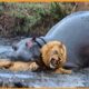 12 Deadliest Hippo Attacks On Earth Ever Recorded | Animal Fighting