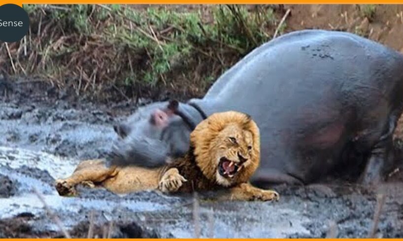 12 Deadliest Hippo Attacks On Earth Ever Recorded | Animal Fighting