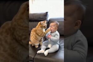 #120 Funniest Cats And Dogs videos 🐶🐱 #funny #animals #cuteanimals