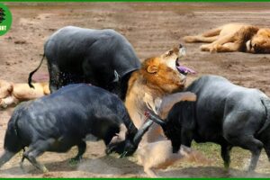 15 Horrific Moments When Deadly Horns Crush Predators | Animal Fights